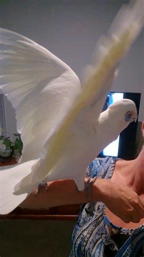 STOP ✋️ HAMMER TIME. Cockatoos are one of the only animals proven by science to dance to the beat. Their brains link sound and movement just like ours — that’s why Echo can nail a rhythm humans struggle with 🧠🎶🕺💛Cockatoos are one of the only animals proven to dance to the beat. Their brains link sound and movement just like ours — that’s why Echo can nail a rhythm humans struggle with 🧠🎶🕺💛 | Eddie's Flight Club