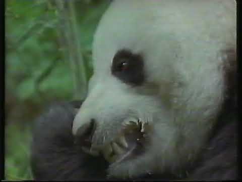 Original VHS Opening & Closing: Pandas Aren't Always Cuddly (UK Retail Tape)