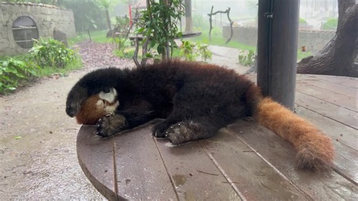 Adorable Red Panda Moments | Cute Animals