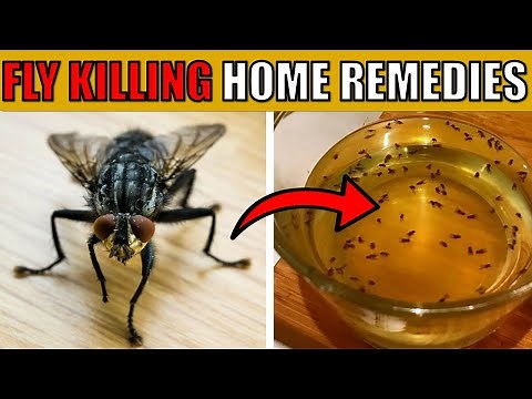 8 Easy Home Remedies for Getting Rid of Flies