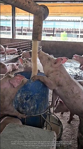 How Automatic Pig Feeders Keep Large Farms Running Efficiently #rurallife #livestocklife #farm