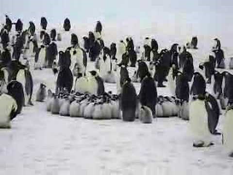 Penguin Creche