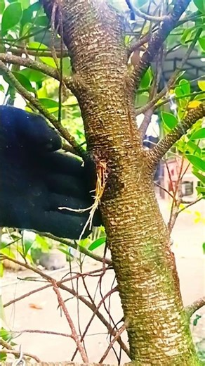 Results,,unique air layering with water filled bottle method #airlayering #results #unique #craft