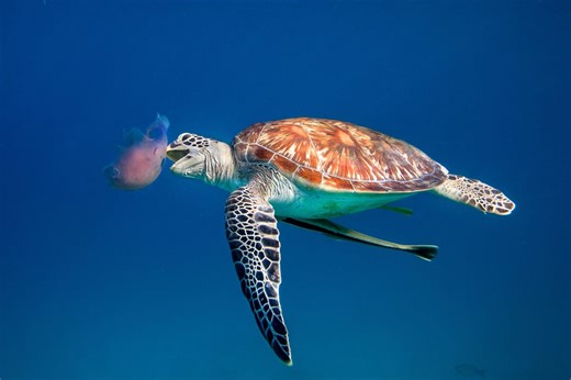 These 9 beautiful photos of sea turtles prove just how majestic (and fearless) these marine creatures can be | Discover Wildlife