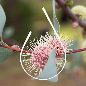 In shaping WA’s water future, we all have a role to play. | Water Corporation