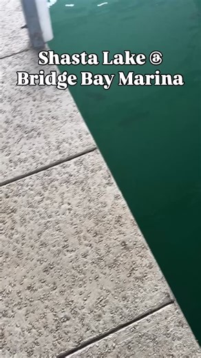 It’s the fall transition on Shasta Lake and the bass are back topside looking for Shad! 🎣 @catchamericafishing #shasta #bass #fishingtime | Jeff Goodwin Guide Services