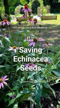 Saving Echinacea Seeds #gardening #herbalmedicine #flowers #seeds