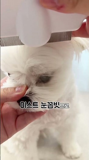 눈꼽 떼다 물리신 분? 미스트 나오는 눈꼽빗 실사용 후기 🚿