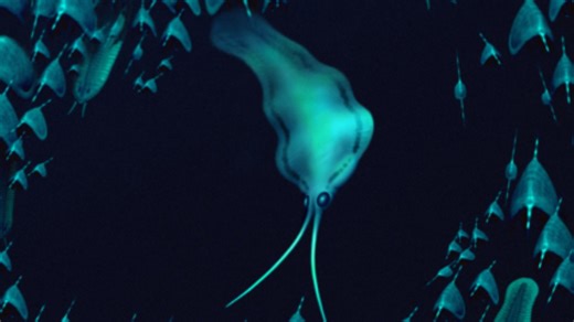 Greenland fossils bust ancient squid imposter from 500 million years