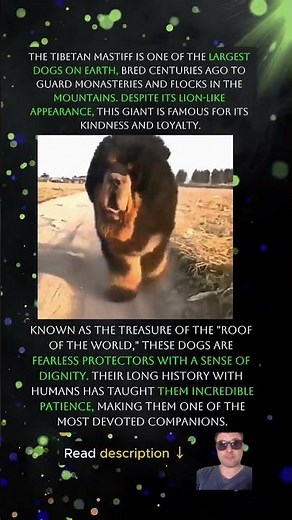 treasure of TIBET #wildlife #animals #survival #science #predator #nature #biology #leopard #africa