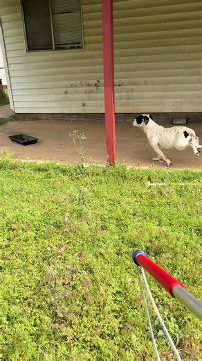 Call came in for some dogs breaking through a neighbor’s fence. There were 3 dogs in total and the first 2 were extremely sweet. This is number 3. Allegedly nobody had been at this house for at least 1-2 weeks. I was unable to capture the third dog…obviously…because Jesus he wanted to get away 😂 #animalwelfare #animalrescue #animalcontrol #dog
