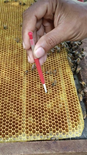 Selecting Larvae to Create a New Queen 🐝👑 #shorts