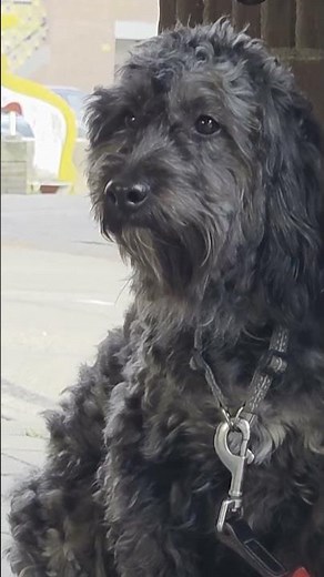 🥺 'Dog forgotten for hours at supermarket, bystanders rush to the rescue' | Hart van Nederland