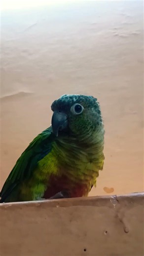 amarican green parrot #parrot #talkingparot #birds