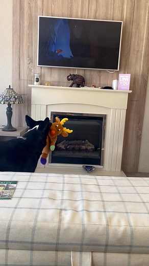 Barney the Tv border collie Part 20 | Stephen Kelleher