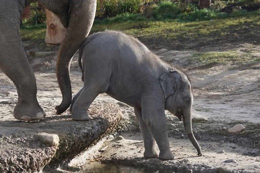 Pengertian, Ciri, dan Contoh Flora Fauna Asiatis yang Ada di Indonesia - Bobo