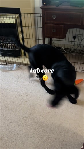 Lab Core 🐾💥 Zoomies. Tail chasing. Zero thoughts. #labrador #funnydog #puppydog #zoomies