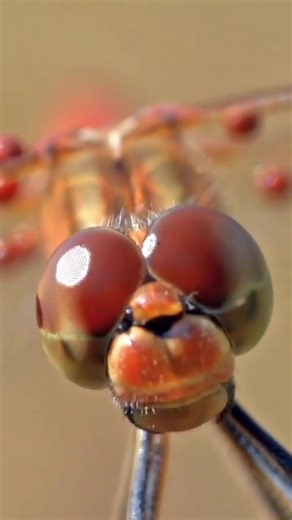 The Most Successful Hunter in Nature — This Tiny Predator Has a 95% Kill Rate