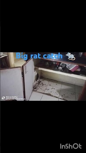 Big 🐀 catch with glue 🪤#minivlog #catchrat