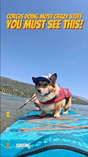 Corgis Doing the Craziest Things Ever 😂🐾
