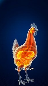 103K views · 800 reactions | Why Baby Chicks Are Yellow?  #DidYouKnow #animallover #poultry | Truth Or Facts? | Facebook