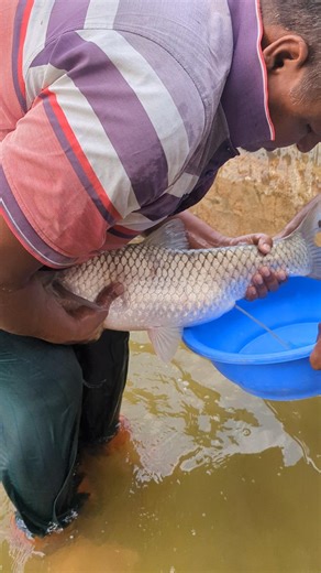 Sarputi Fish Breeding Process Explained #fishing #divng #carpfish #reels #caviar #fish #fishing