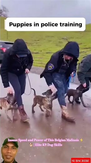 Insane Speed and Power of This Belgian Malinois ⚡🐕 | Elite K9 Dog Skills #malinois #dogcoach