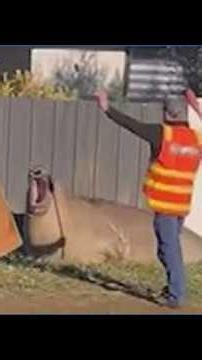 'Neil the seal' takes over Tasmanian towns