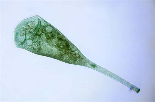 These Creatures Have One Cell and No Brain. Scientists Just Discovered They Can Learn.