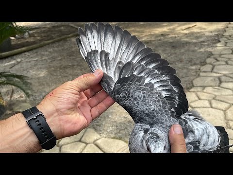 Racing pigeons training, electric timing system (Benzing M1) and 33 mile release