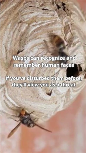 Do you know the difference between wasps and hornets?