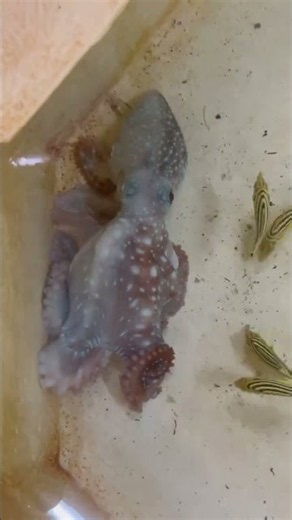 ミズダコにエサを与える。これは真っ白に固まって動かない時に食べます。赤色で活動している時は食べません。釣太郎みなべ店身に水族館で只今展示中。5杯あります。