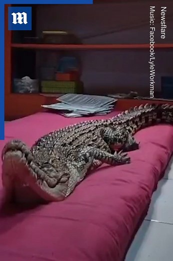 Are my eyes deceiving me or is this guy cuddling a crocodile?! 👀🐊 via Newsflare | Daily Mail Video
