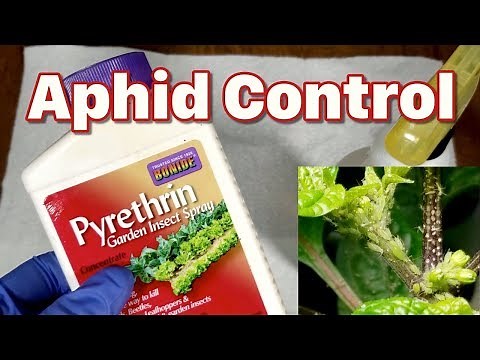 How to treat aphids with pyrethrin mixed from concentrate