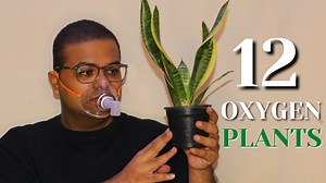I have shown you the best oxygen plants for your home that give oxygen 24x7 and suck all the toxins from around our environment. These air purifying plants can be grown indoors as well to elevate the oxygen levels of your home. I hope you enjoy this video! Take care and stay safe. | Container Gardening