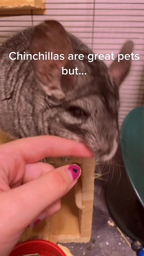 Chinchilla Nail Care Tips and Tricks