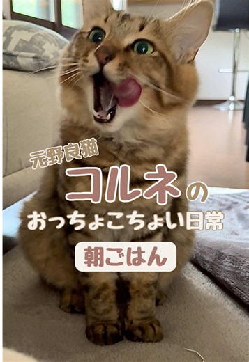 コルネのおっちょこちょい日常【朝ごはん】🐱💖 食べるのが大好きなコルネは、 ごはんの時間が待ち遠しくて仕方がないみたい。 朝、飼い主が起きてくると 「ごはーーーーーーん！！！」の催促が止まらない🐱🤍🤍 そんな朝の一コマを動画にしてみました✨ この時のごはんは、 ピュリナワンにお水を足してあげています！ 慌ててコルネをお迎えする準備をした時に買った ドラッグストアでも買えるキャットフード🐈 フォロワーさんたちに聞いて知ったけど、 キャットフードってめちゃくちゃ種類があるんですね👀✨ 実は管理栄養士の資格を持っている飼い主(ママ)、 猫のごはんにも興味深々で、たのしく勉強中です✍🏻 どんなフードがコルネに合うのかな〜〜？😊 #猫のいる暮らし #保護猫 #元野良猫