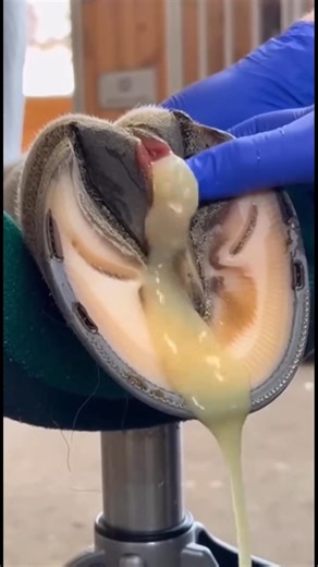 This thick buildup inside the frog finally releases 😳Watch the pressure flow out in one go.