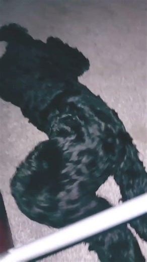 #DreamTrackAI a black Cockapoo named Cosmo ( male voice)