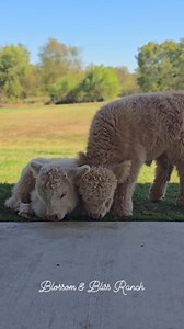 A moment for Pearl & Sargent. ✨️🤍 #BlossomAndBliss #BBR #MiniCow #MiniHighland #MiniHighlands #HighPark #Fluffy #AllTheAnnisons #TheAnnisonBoys #Homestead #FarmLife #Farming #Farm #Ranch #fypシ #fypシ゚viralシfypシ゚ #FBLifeStyle #FBLifeStyleTyle #TrendingReelsVideo #Trending #ReelsChallenge #FluffyCows #HighlandCows #MiniCows #Pearl #Sargent 》 | Blossom & Bliss Ranch