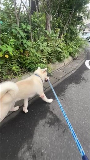 『散歩大好きハル』 #秋田犬 #秋田犬ハル