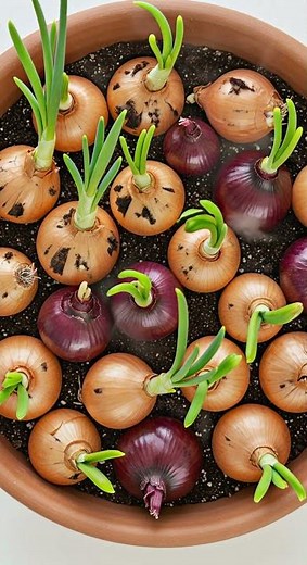 Onion Growing Time-Lapse 🌱 | From Bulb to Green Shoots in Days! #timelapse #garden #plantgrowth