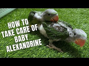 how to take care of baby alexandrine parrot #babyparrot #parrot #alexandrine #birdcare #birds #pets