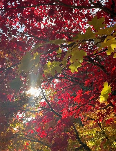 Elspeth McLean on Reels