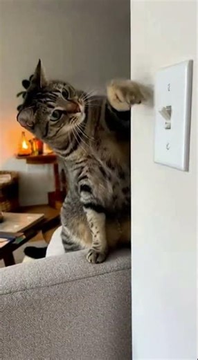 Cats Are the Best Pranksters