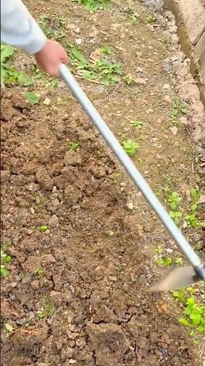 Cultivating and loosening dry garden soil with a hoe in preparation for planting seedlings