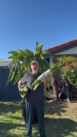 Dragon fruit cuttings are finally back in stock on our website ##dragonfruits##agriculture##dragonfruitflower##farmtok##exoticfruit