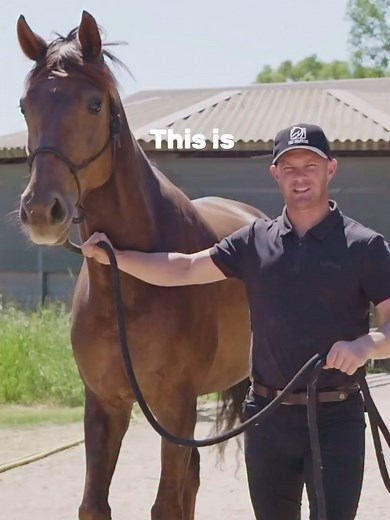 Effective Techniques for Leading Your Horse