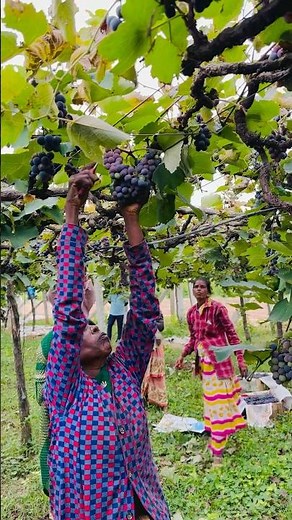 Grape Tree 🍇 cutting full pruning Guide #grape #pruning #farming #harvesting #satisfying