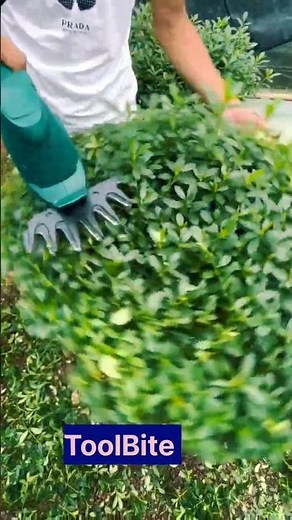 Power Hedge Trimmer in Action | Perfectly Shaping Garden Bushes #diytools